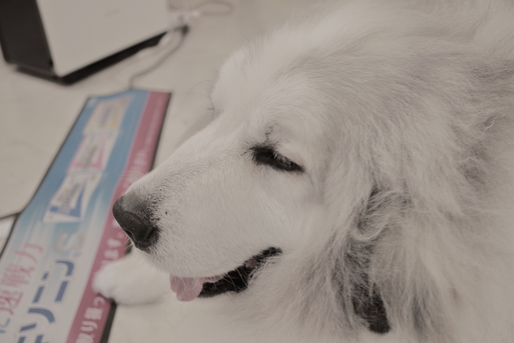 ココさん　あっさり目