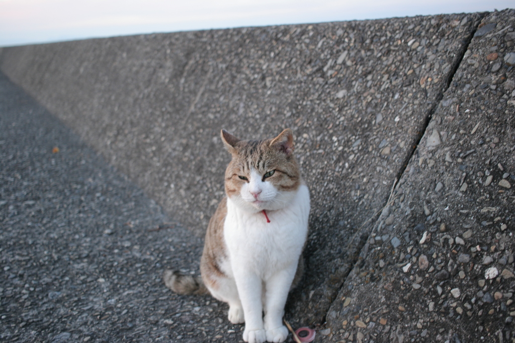 トム君は今日も元気