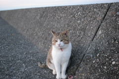 トム君は今日も元気