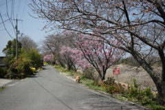 20Dで撮って出しで古臭い色味