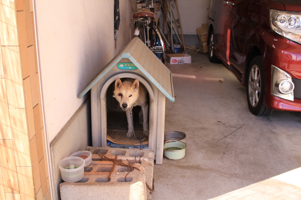 ベッティーも死にかけになってきたな!(^^)!