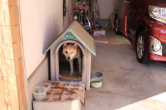 ベッティーも死にかけになってきたな!(^^)!