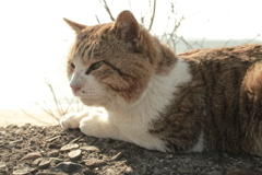 今日もスケベ猫、トム君