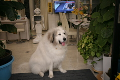 お店番するココさん