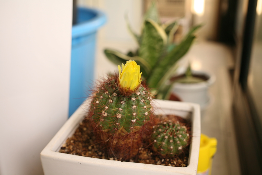 ココちゃんところのサボテンに花が咲いた