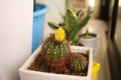 ココちゃんところのサボテンに花が咲いた