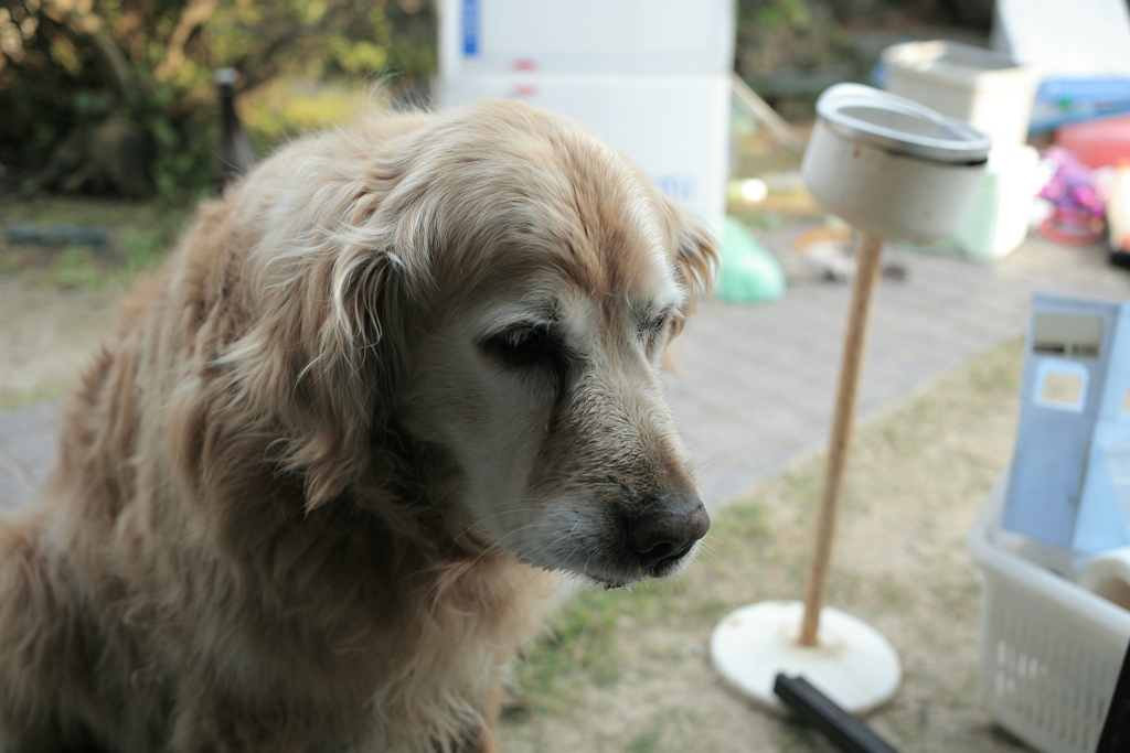 今日も引っ越しを見守るみゅうちゃん