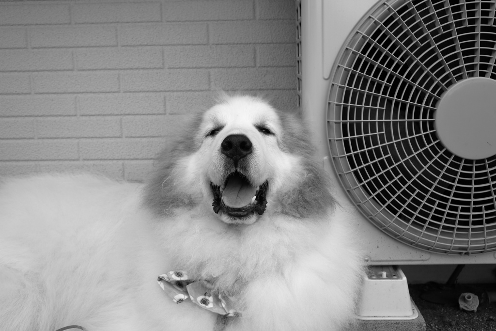 6/1は写真の日だそうで