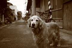 モノクロセピア