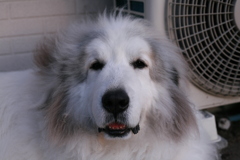 今日もかわいいココさん