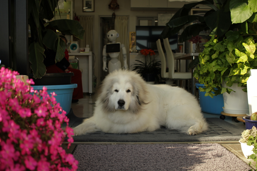 お店番してるココ様