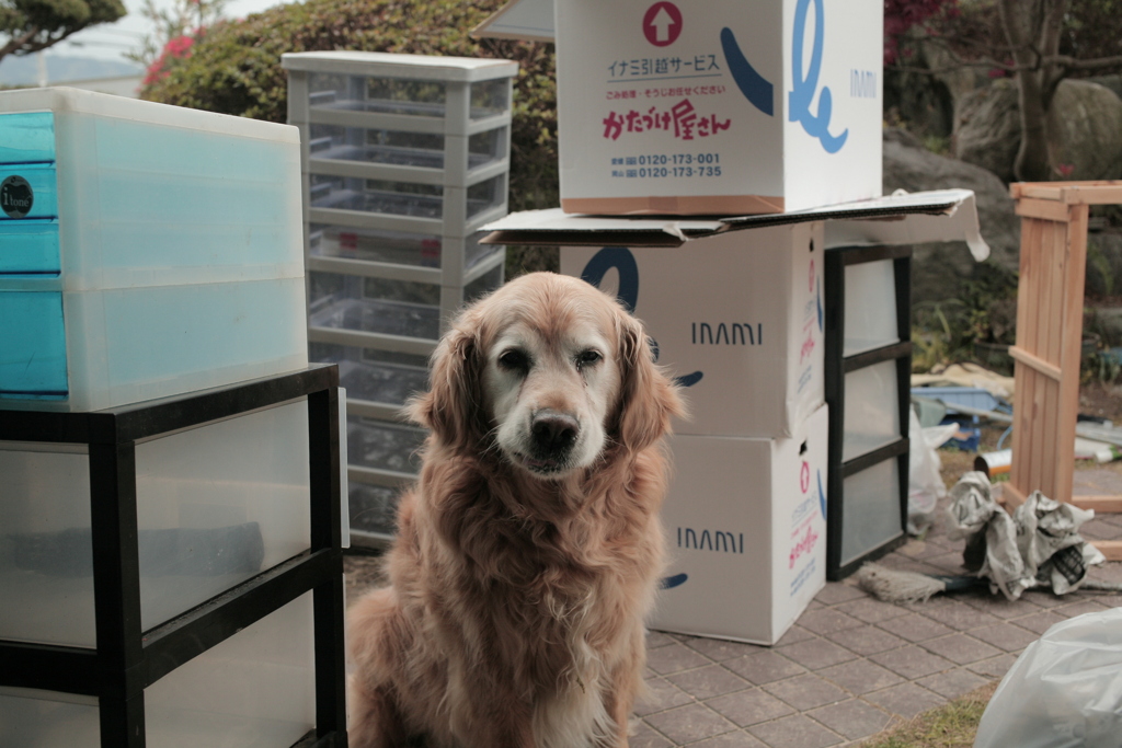 引越しの番してるみゅうちゃん