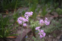 庭に咲いてる花