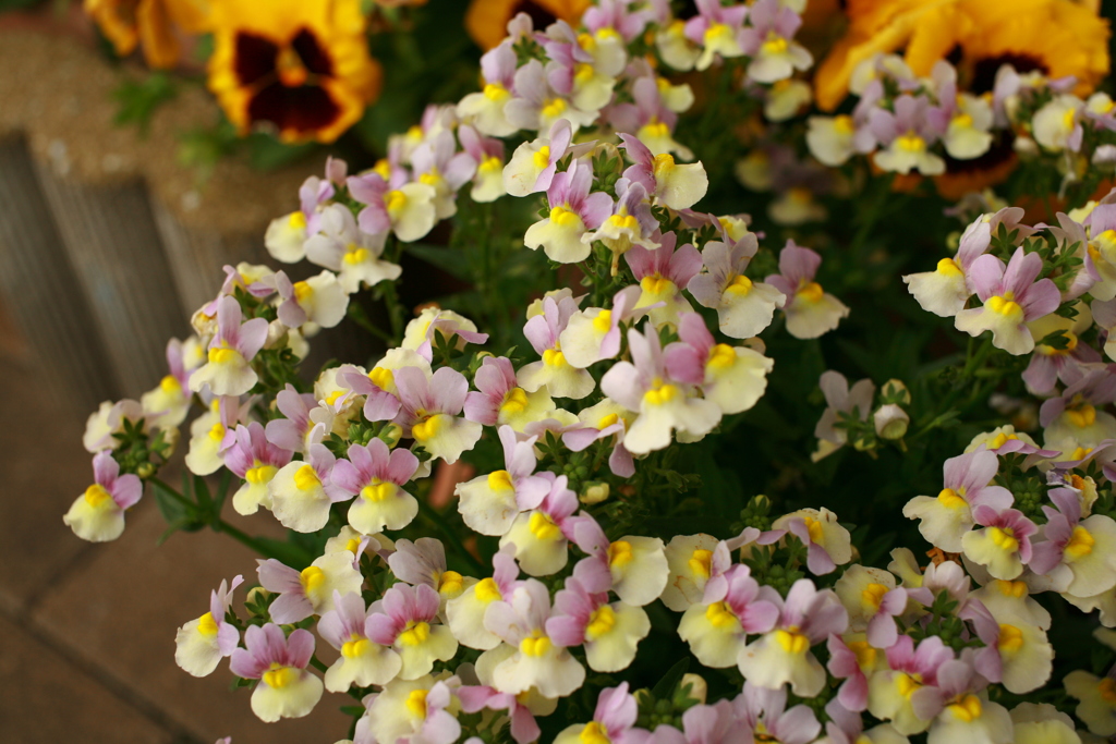 ココさんところの花