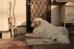 晩御飯を待ってるココさん
