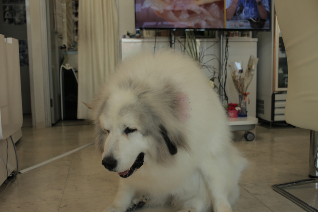 Eos6D，新しめのカメラだから写すのらくちん