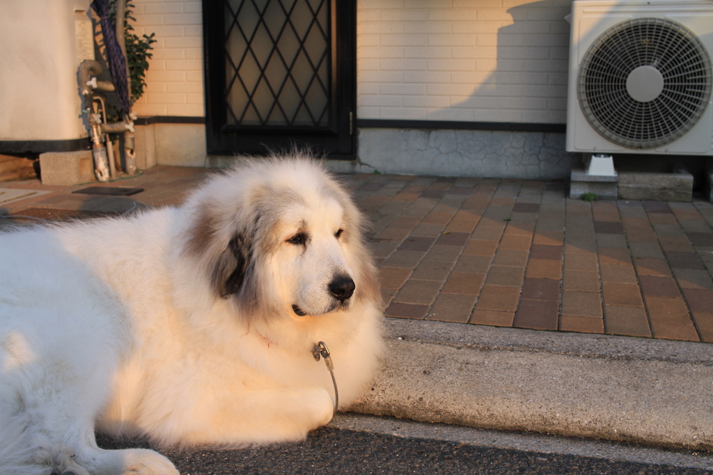 番犬してるココちゃん