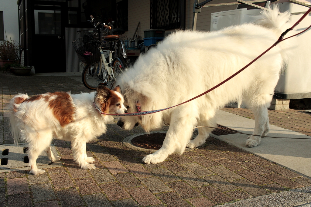ココちゃんと与太郎くん