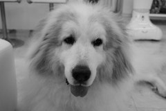 今日もかわいいココ様