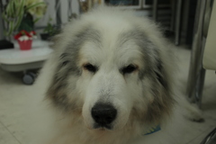 ココさんをモフって日が暮れる