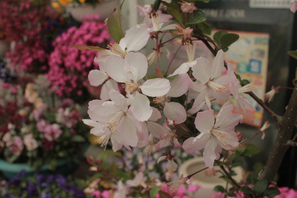 ココさん所の桜