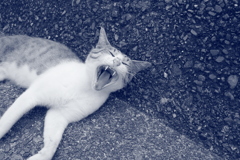 トム君