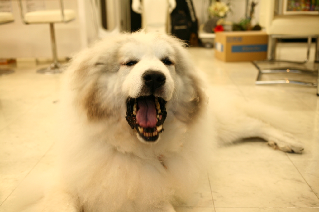 お店番してるココさん