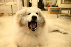 お店番してるココさん