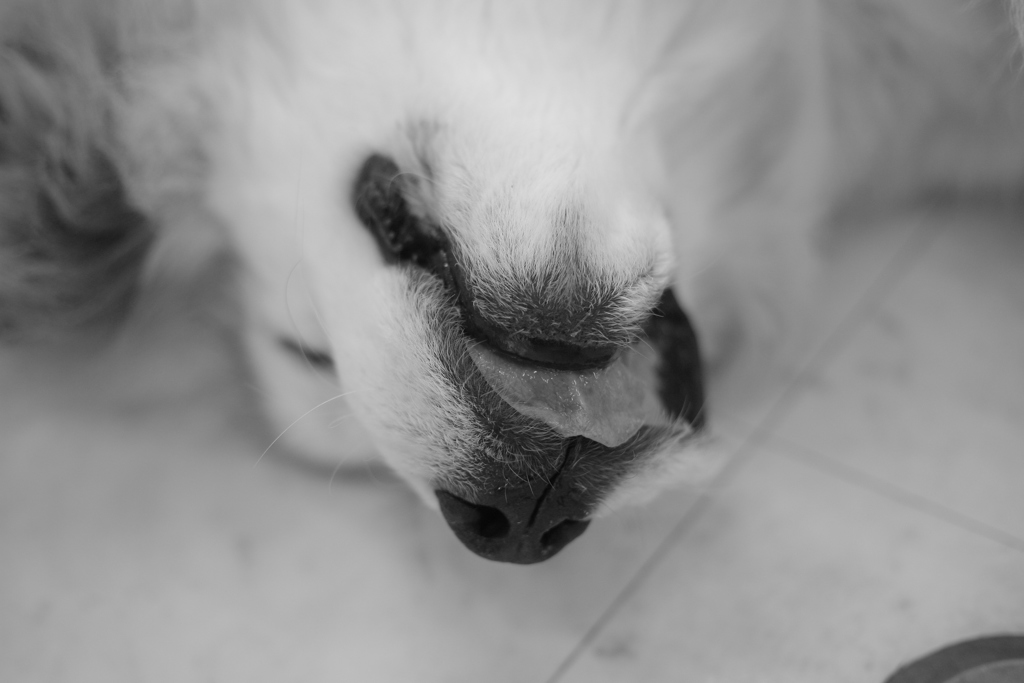 ひっくり返ってるココさん