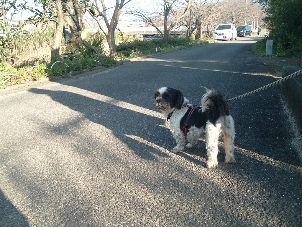 CCD機は写りが優しいな