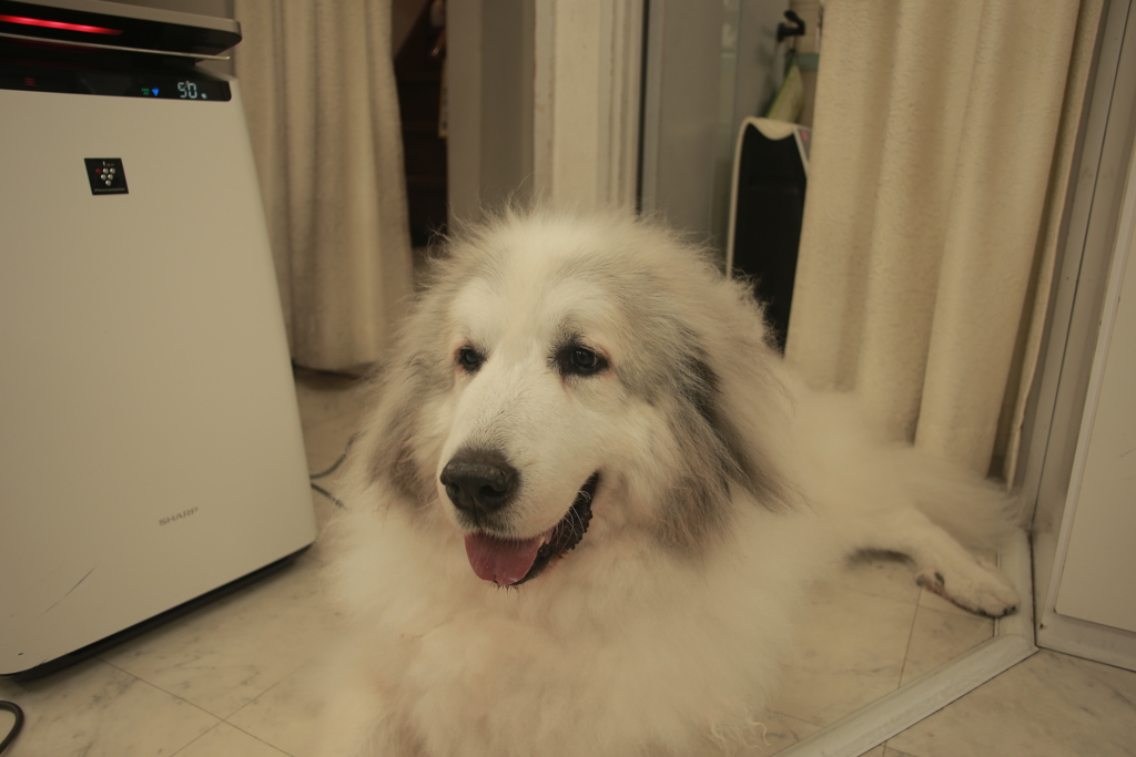 今日も元気なココさん