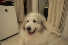 今日も元気なココさん