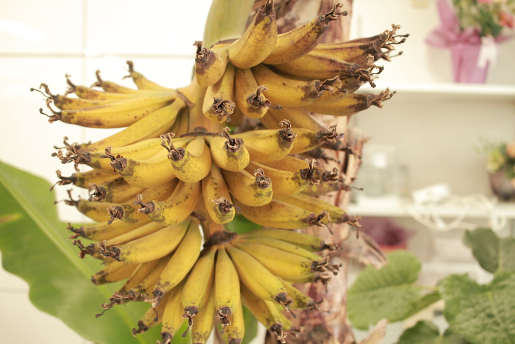 ココさん所のバナナが急に熟してて、