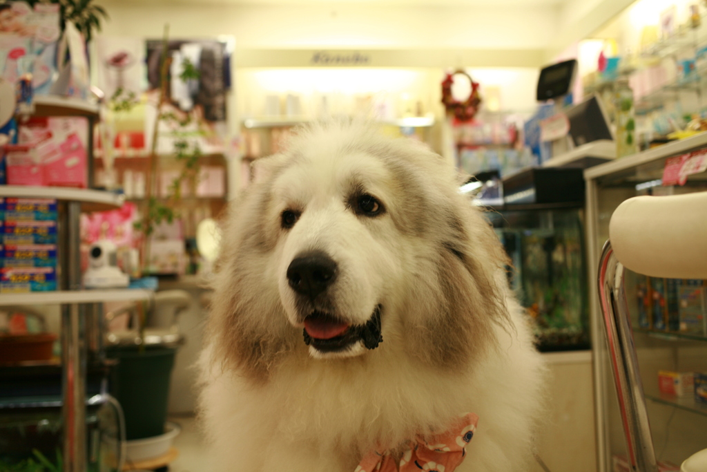 まだトラウマが癒えてないココさん