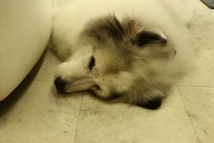 お店番してるココさん