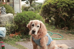 今日もお宿番してるみゅうちゃん