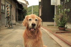 今日もお宿番のみゅうちゃん