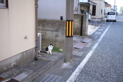 路傍のにゃんこ