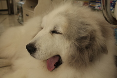 お昼もお店番してるココさん