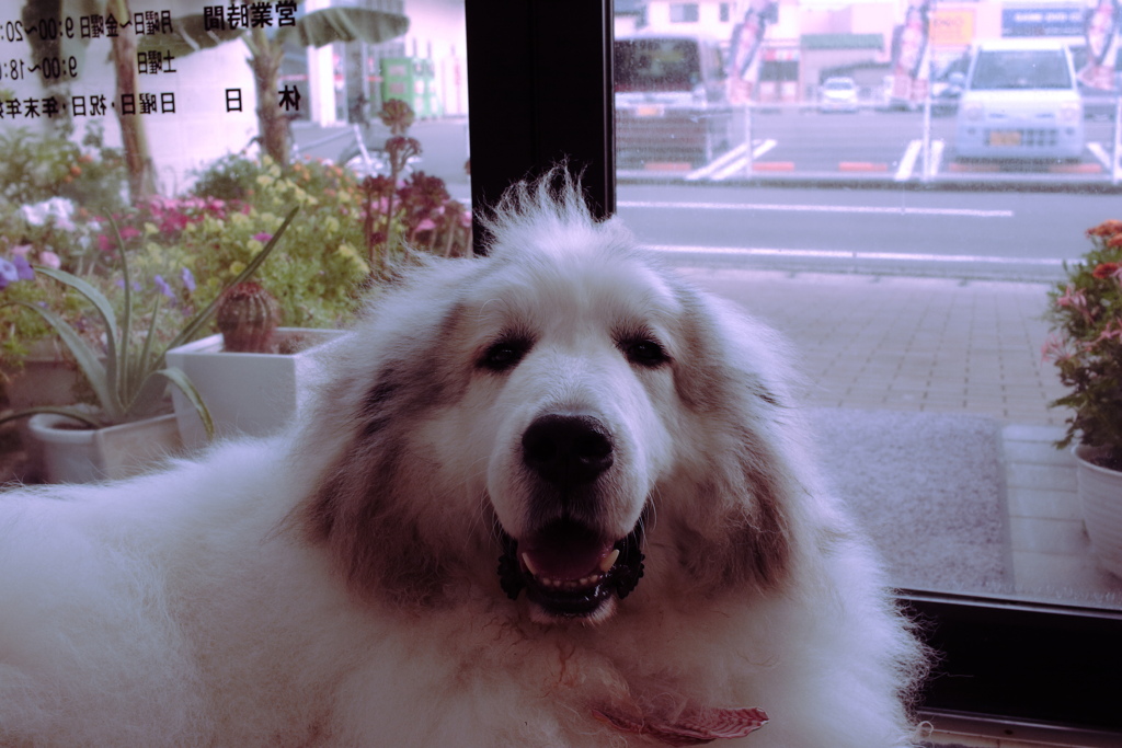 変な色でもかわいいココさん