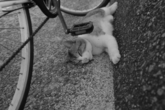 Eos6D，新しめのカメラだから写すのらくちん