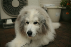 今日も真っ白のココさん