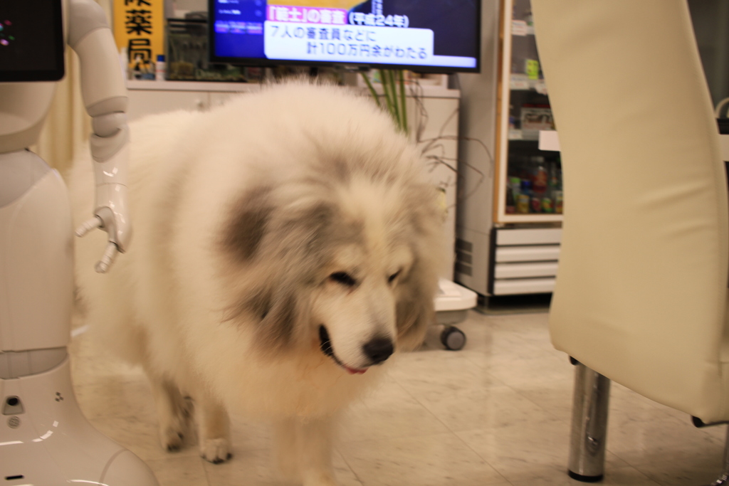 裏から出てきてくれたココさん