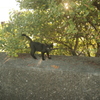 子猫
