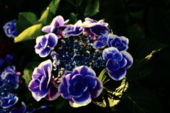 ココさん所の花