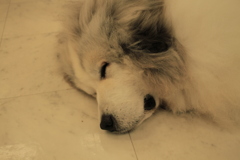 寝てるココさん