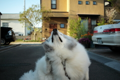 かいかいのココちゃん