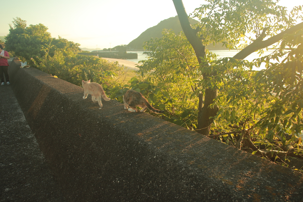 ねこ