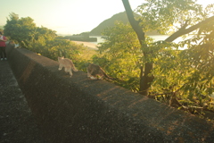 ねこ