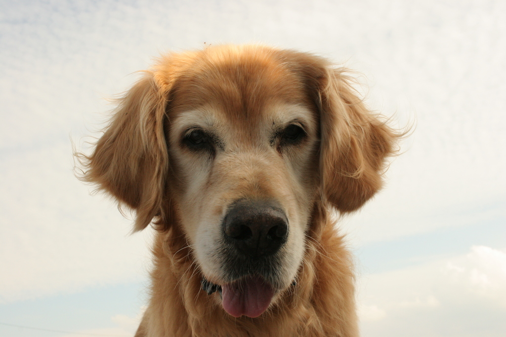 ジャーキーが欲しいみゅうちゃん